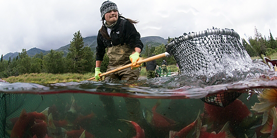 WSEI_Catching salmon_NCEAS_Courtesy of JasonChing